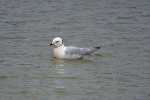 utils/thumbs/Laridae/Rhodostethia_HLRRgbApY2Lbm3KT6Gv3WW.jpg