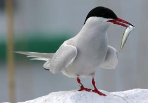 Sterna paradisaea