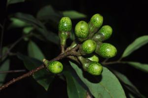utils/thumbs/Lauraceae/Litsea_N9QeNKqQk3YetzamoeCLcg.jpg
