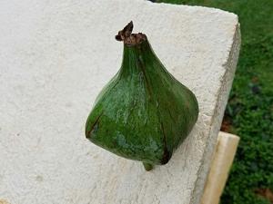 Barringtonia asiatica