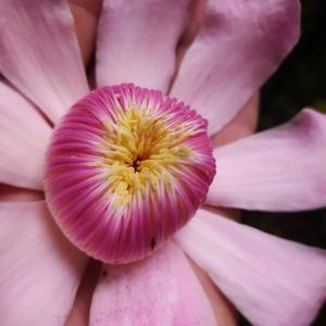 Gustavia verticillata