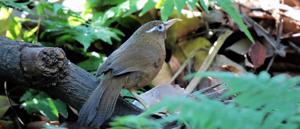 Garrulax canorus