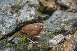 Garrulax canorus