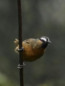 Montecincla cachinnans cachinnans