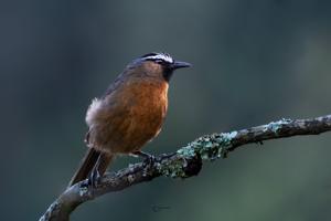 Montecincla cachinnans cachinnans