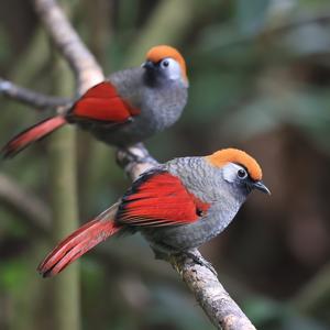 Trochalopteron milnei