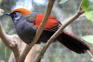 Trochalopteron milnei