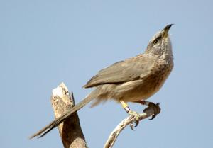 Turdoides squamiceps