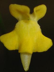 utils/thumbs/Lentibulariaceae/Genlisea_Y5NDBj7MA6fC6LZG7rutFk.jpg