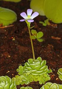 Pinguicula esseriana