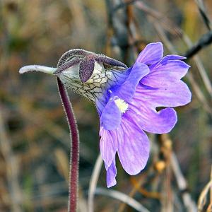 Pinguicula caerulea