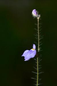 Utricularia hirta
