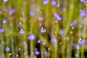 Utricularia hirta