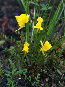 Utricularia cornuta