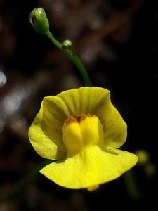 Utricularia gibba
