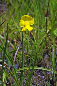 Utricularia gibba