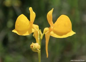 Utricularia cornuta