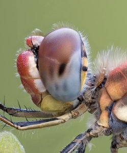 Sympetrum fonscolombii