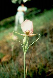utils/thumbs/Liliaceae/Calochortus_28z4ctsQXZZYvmAiiFB64K.jpg
