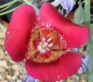 Calochortus venustus