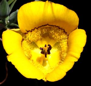 Calochortus clavatus