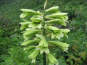 utils/thumbs/Liliaceae/Cardiocrinum_5TGqmRYTY2eMv4faA5CNVr.jpg