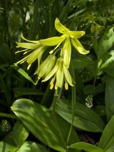 utils/thumbs/Liliaceae/Clintonia_TfRKqscJ3AQmDBTcdhum4B.jpg