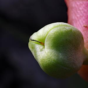 Erythronium umbilicatum