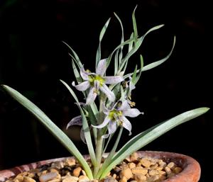 Fritillaria karelinii