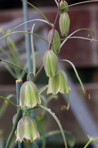 Fritillaria olgae