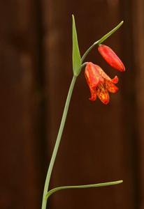 Fritillaria recurva