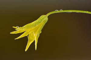 Gagea minima