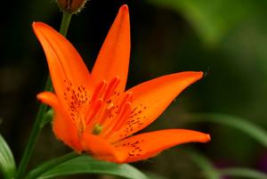 utils/thumbs/Liliaceae/Lilium_2UfcQvv5zfACfVTUETSjPm.jpg