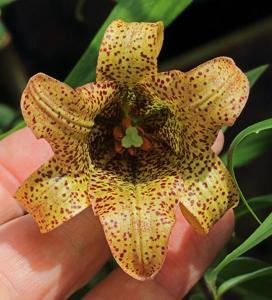 Lilium bakerianum var. aureum