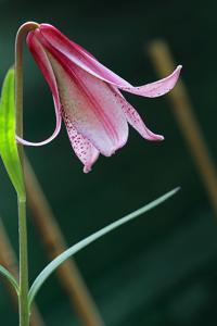 Lilium bakerianum var. rubrum