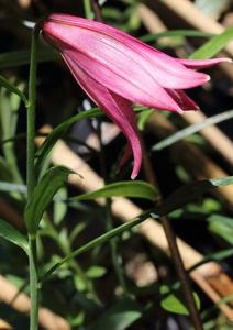 Lilium bakerianum var. rubrum