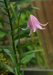 Lilium amoenum