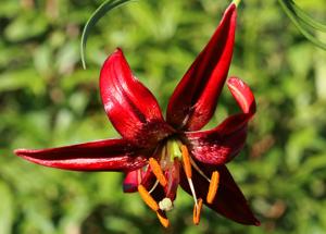 Lilium papilliferum
