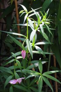 Lilium pardanthinum