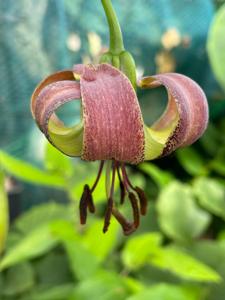 Lilium primulinum var. ochraceum