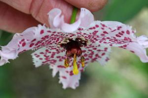 Nomocharis pardanthina