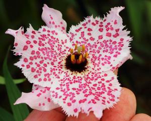 Nomocharis pardanthina