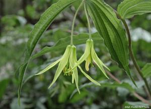 Prosartes lanuginosa