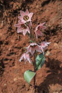 Rhinopetalum stenantherum