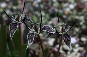 Scoliopus bigelovii