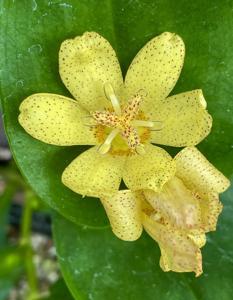 Tricyrtis ohsumiensis