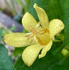 Tricyrtis ohsumiensis