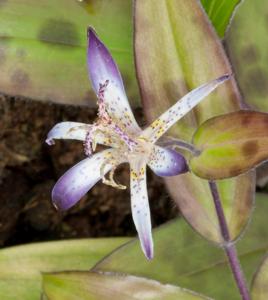 utils/thumbs/Liliaceae/Tricyrtis_AWuHvEqJutZVEm8v5kcdsS.jpg