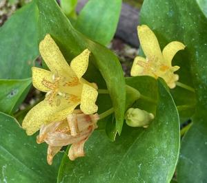 Tricyrtis ohsumiensis