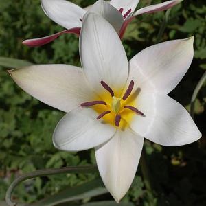 Tulipa clusiana